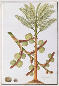 Sago, des dessins de plantes de Malacca, c.1805-18 - Chinese School